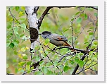 siberian jay_kuukkeli_1751 * 800 x 600 * (430KB)
